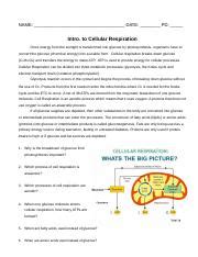 Cellular Respiration Packet Reg Doc NAME DATE PD Intro To