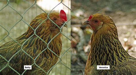 The Life And Times Of Betty The Transgender Chicken Spontaneous Sex