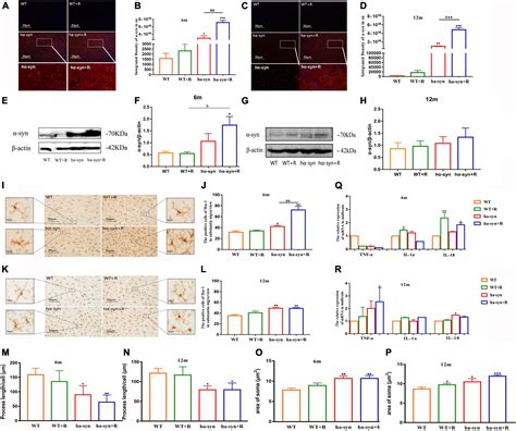 Frontiers Rotenone Aggravates Pd Like Pathology In A53t Mutant Human