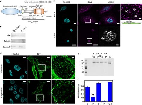 Myosin Vi Is Distributed Throughout The Nucleus A Cartoon Depiction Of