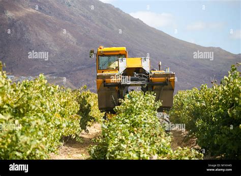 Grape harvesting machine harvesting grapes on a wine farm in south ...