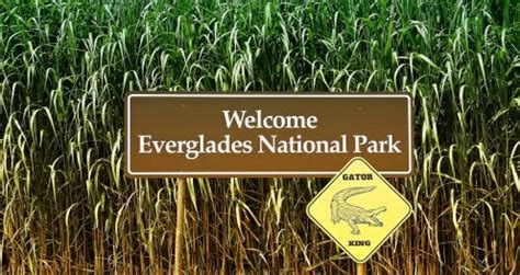 Everglades National Park Es Patrimonio De La Humanidad Y Se Encuentra