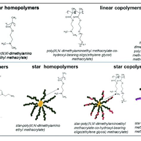 Examples Of Cationic Polymers Used In Gene Delivery Systems