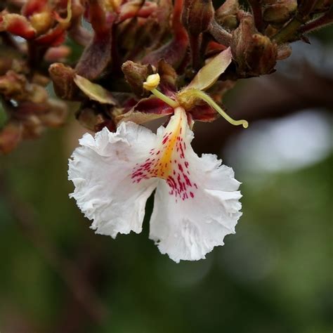 Qualea Multiflora Inaturalist