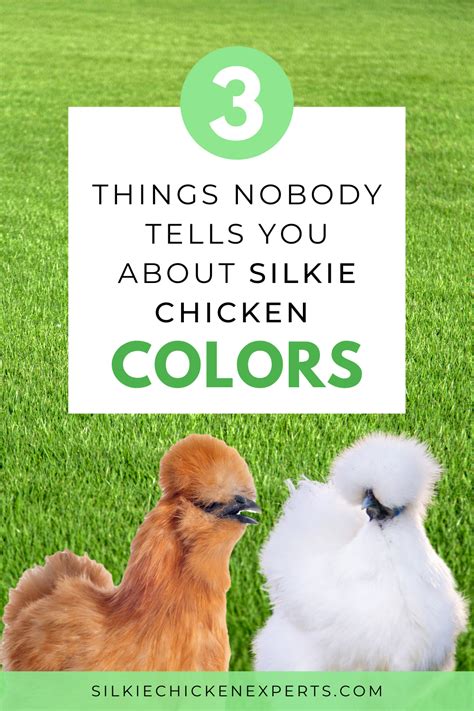 Facts About Silkie Chicken Colors | Silkie chickens, Silkie chickens ...