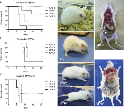 Viremia Model Of Neurotropic Flavivirus Infection In BALB C Mice AYC