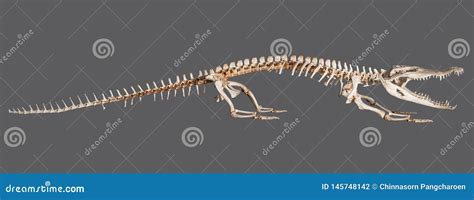 Crocodile Skeleton Isolated Stock Photo - Image of creature, alligator ...