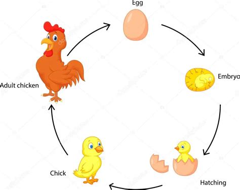 Ciclo De Vida Da Galinha Quantos Anos Elas Vivem Mundo Ecologia
