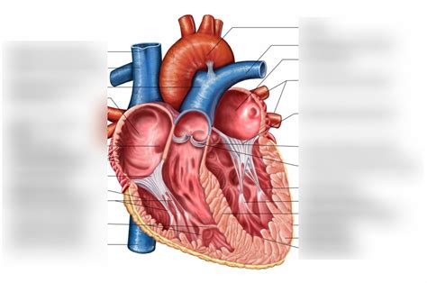 Endocardium Diagram | Quizlet