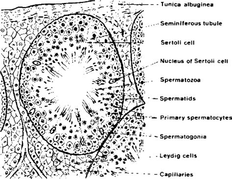 Testis Histology Diagram