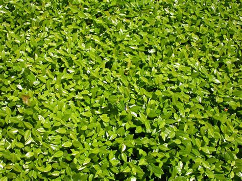 Stock - Greenery Texture by Jewlgurl on DeviantArt