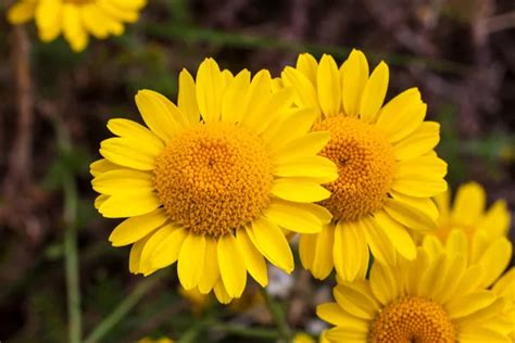 Cota Tinctoria Anthemis Tinctoria Golden Rays Una Planta De Flores