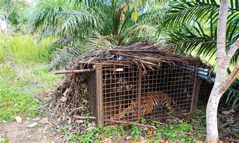 Harimau Bermunculan Di Jambi Apa Penyebabnya Mongabay Co Id