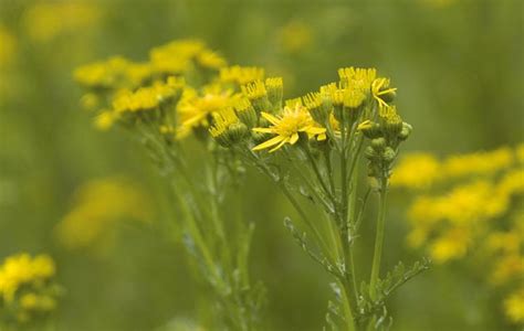 Poisonous plants for horses