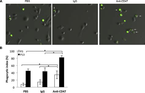 Nude Rat Bone Marrow Derived Macrophages Efficiently Phagocytose P And