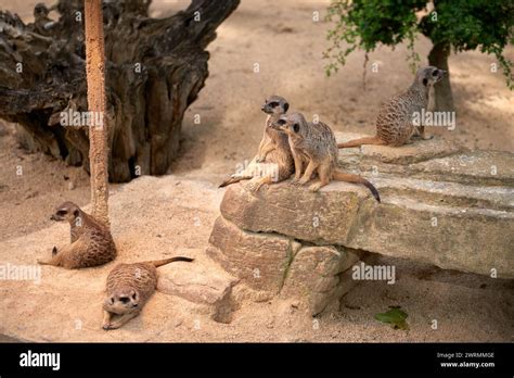 Meerkats Oasis In The Heart Of The Zoo Enchanting Meerkats Zoo