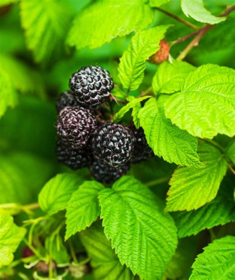 Bristol Black Raspberry Bower And Branch