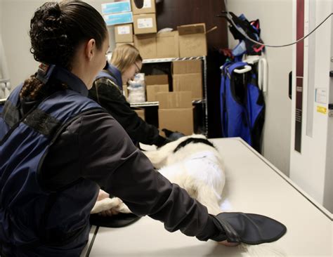 Urgent Care for Pets in Bay City, MI | VetMED Veterinary Hospital