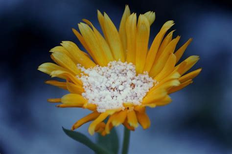 How To Grow Arnica Plant In Your Garden Garden And Happy Arnica Salve