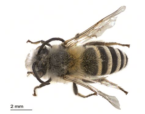 Colletes capensis - WaspWeb