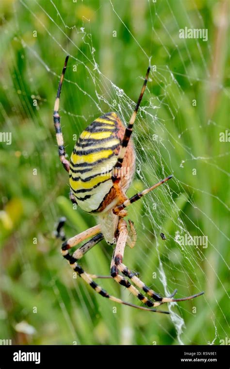 big wasp spider in spider web between meadow flowers Stock Photo - Alamy