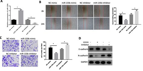 Mir 133b Suppresses Invasion And Migration Of Gastric Cancer Cells Via