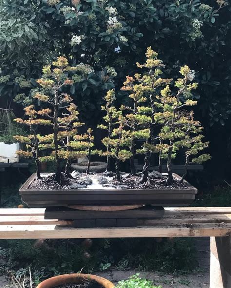 Decoding Bonsai Tree Symbolism And Meaning