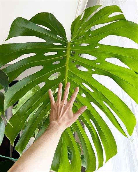 Monstera Deliciosa ó Costilla de Adán la reina de las plantas Guía de