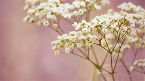 Gypsophila Wallpapers Top Free Gypsophila Backgrounds WallpaperAccess