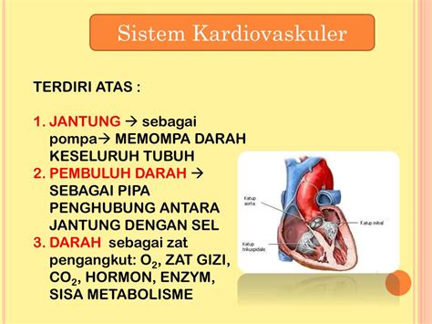 Ppt Sistem Kardiovaskuler Powerpoint Presentation Free Download Id 2046879