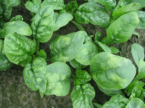 Spinach Downy Mildew Photo Of Chlorotic Lesions On The Upper Surface