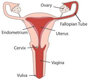 Human Female Reproductive System Parts And Functions