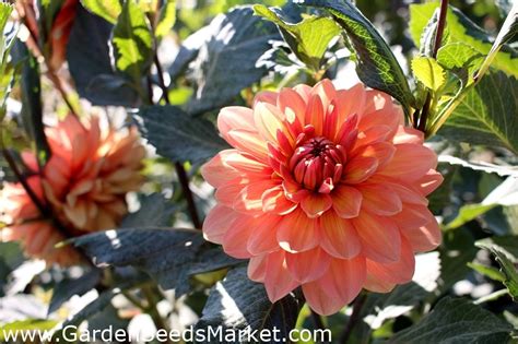 Garden Dahlia Diablo 120 Frø Dahlia Variabilis Garden Seeds