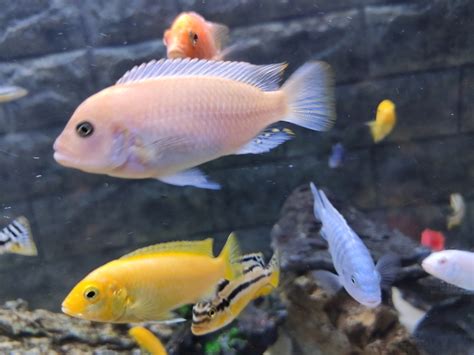 Lake Malawi cichlids breeding "season" | Tropical Aquariums SA