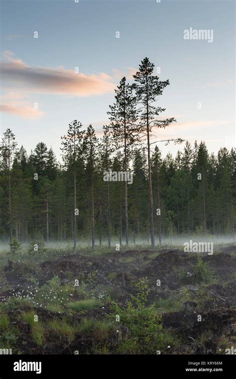 Forest In Vasterbotten Sweden Stock Photo Alamy