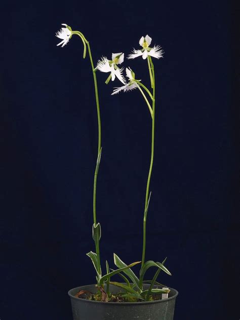 Pecteilis radiata Ginga 銀河 plant Radiata Orchid flower Orchids