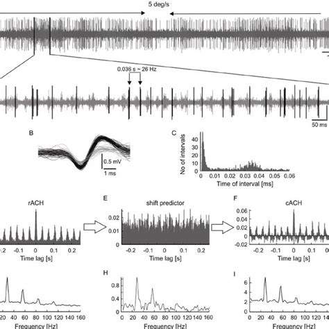 Autocorrelation Analysis Of A Neuronal Spike Train Recorded From The