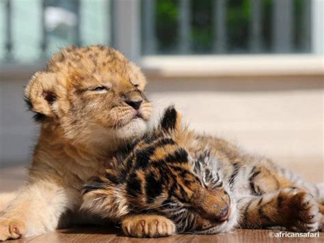 Cute lion and tiger cubs appear to be best friends in adorable pictures ...