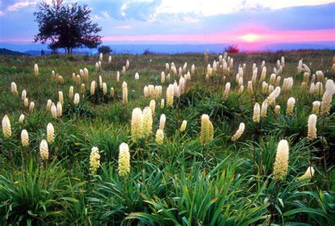 » Big Meadows, Shenandoah Nat’l Park, VA