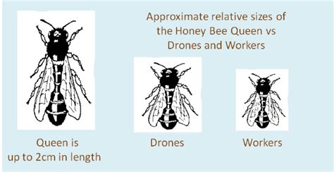 The Honey Bee Life Cycle