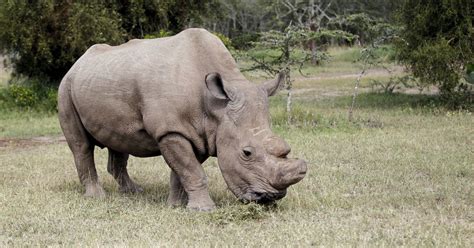 There Are Only 3 Northern White Rhinos Left On Earth