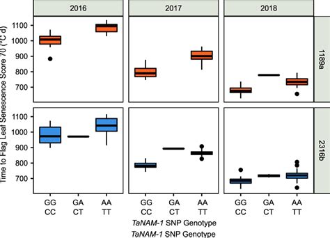 Phenotype×genotype Plots Illustrate Staygreen Traits Are Dominantly