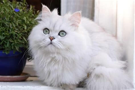 White Persian Cat: Info, Genetics, Traits & FAQs (With Pictures)