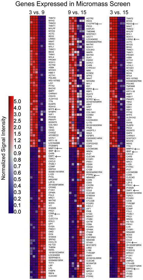 Heat Map Of Micromass Culture Data Set Analyzed By GSEA GSEA Derived