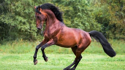 What is a Stallion Horse? Facts, FAQs and Comprehensive Guide