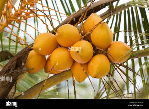 King Coconuts In Sri Lanka Stock Photo Alamy