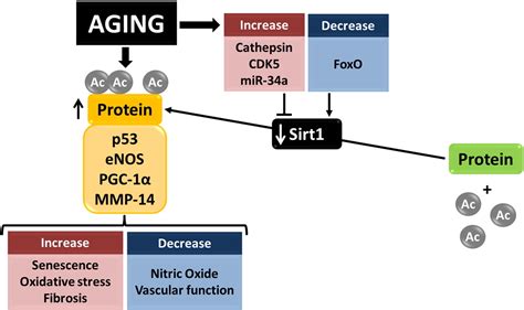 Sirtuin Function In Aging Heart And Vessels Journal Of Molecular And