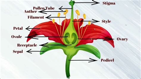 Parts Of A Flower Youtube