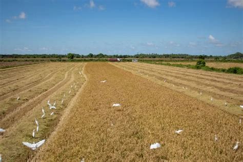 Rice Production Expanding In Region Nine More Villages To Be Engaged