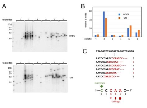 Single Telomere Length Analysis In Ustilago Maydis A High Resolution